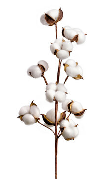Cotton branch isolated on transparent background. White cotton flowers.