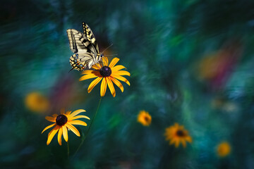 Yellow bright summer flowers and fantastic butterfly in a fairy garden.  Summer wonderland. - 610026774
