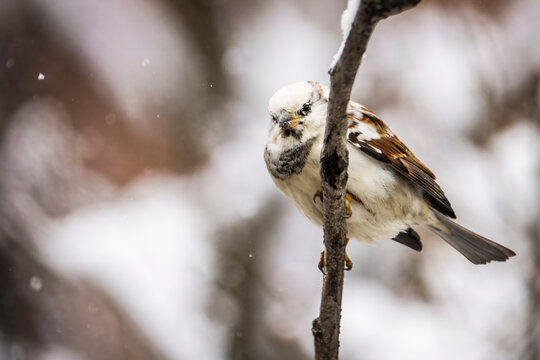 Leucistic house sparrow in winter.