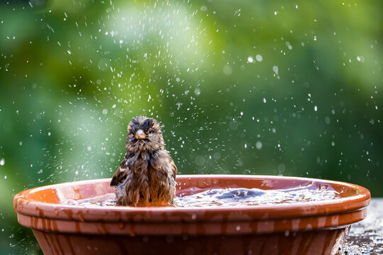 House sparrow bathing and splashing water in a birdbath on a hot summer day.