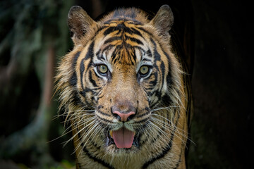 portrait of a tiger