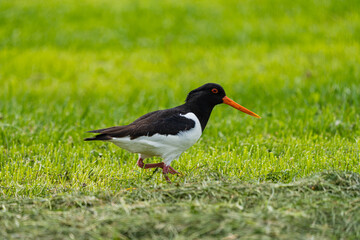 Eurasian oystercatcher in a field