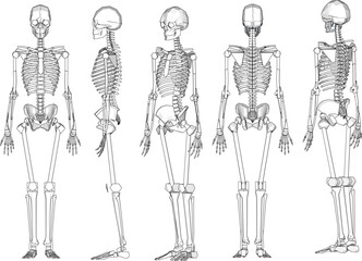 Human skull skeleton cartoon illustration vector sketch biology research material - obrazy, fototapety, plakaty