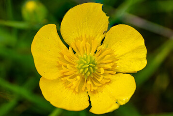 Macro close-up of yellow flower