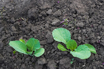 Young shoots of cabbage, view from above. Organic vegetables