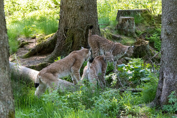 Luchs