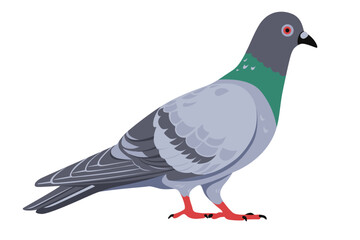 pigeon isolated on white