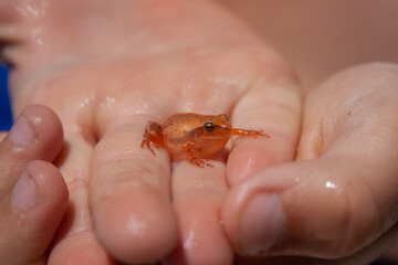 frog in hand
