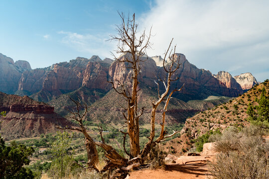 Ancient Bristlecone Pine, Zion National Park, Utah