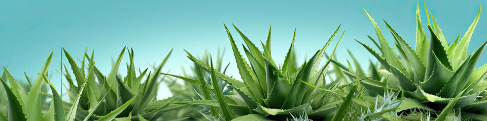 Aloe Vera closeup. Aloevera plant, natural organic renewal cosmetics, alternative medicine. Aloe Vera leaf close-up. Skin care concept, moisturizing. On green background. Generative AI