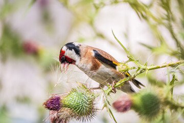 European goldfinch, feeding on the seeds of thistles. Carduelis carduelis.