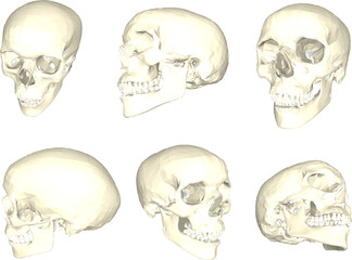 Sketch vector illustration of human skull cartoon biology research material