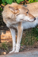 Gray wolf in forest on the green grass. The wolf, Canis lupus