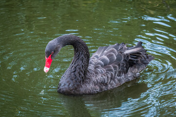 Naklejka premium A graceful black swan with a red beak is swimming on a lake with dark green water. Cygnus atratus