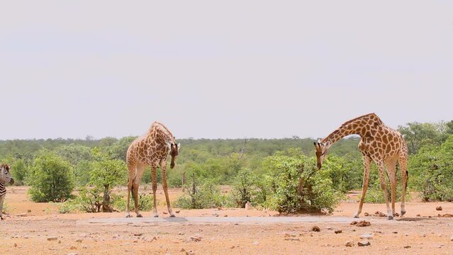 Two Giraffes and plain zebras drinking in waterhole in Kruger National park, South Africa ; Specie Giraffa camelopardalis family of Giraffidae