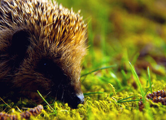 Igel
