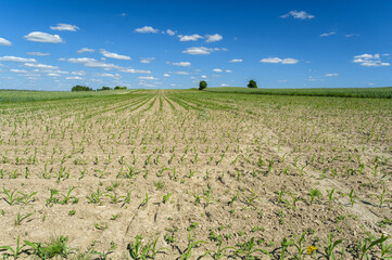 Fototapeta na wymiar Field of young corn, Poland