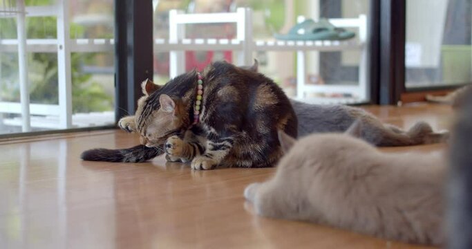 Black cat Sitting in home is cleaning Own Fur.Cat scratching own face and licking own hand.Black cat licking its own fur.
