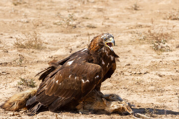 Golden eagle sits after hunting in the steppe, Kyrgyzstan.