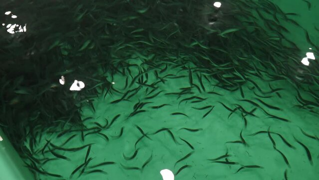 Kokanee salmon fingerlings swimming in a fish hatchery tank in slow motion.