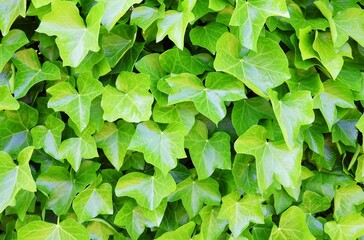 Fototapeta na wymiar Green ivy plant against a facade. Hedera background.