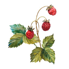 Set of wild Strawberries watercolor. Hand-drawn watercolour illustration. Fresh red berries. Green leaves, brunch. Isolated on white background.