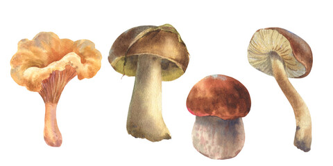 Set of watercolor illustrations mushrooms. Boletus mushroom, Chanterelle, big white mushroom, vegetarian gourmet cuisine, illustration isolated on white background