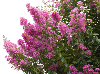 Lagerstoemia	