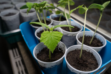 Young growing cucumbers seedlings with green leaves on the windowsill