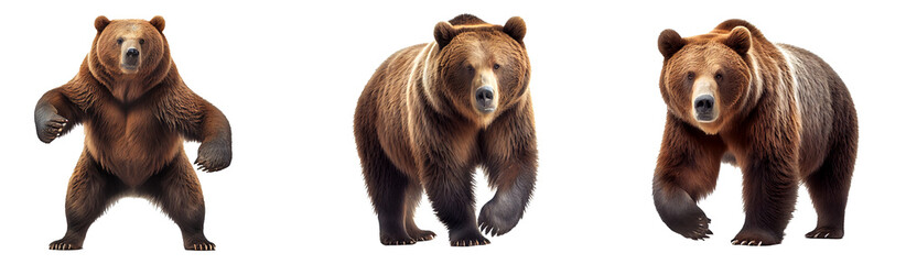 brown grizzly bear On transparent background (png), easy for decorating projects.