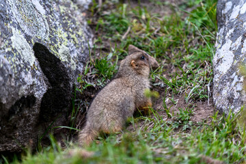 Naklejka na ściany i meble Marmot (Marmota Marmota) standing in rocks in the mountains. Groundhog in wilde nature.