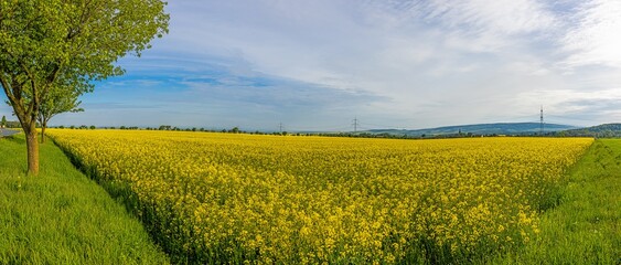 View over a blooming rapeseed field day in spring