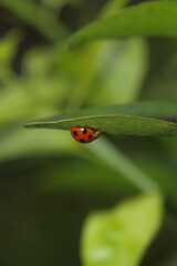 Fototapeta premium ladybug on green leaf