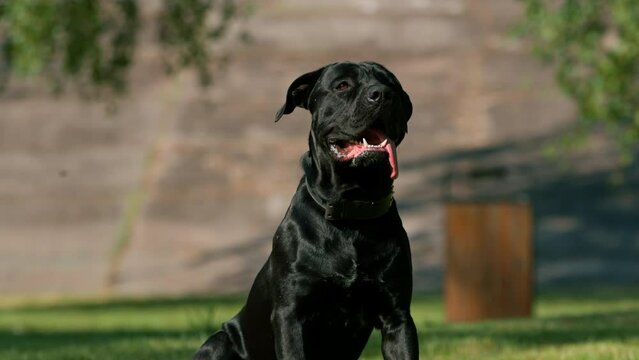 a black dog of a large breed cane corso on a walk in the park plays and rests on the grass portrait close-up