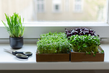 Different types of microgreens growing at home for healthy eating 