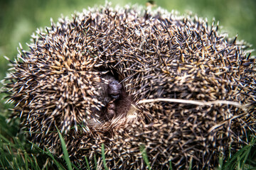 Hedgehog in the grass close-up curled up into a ball