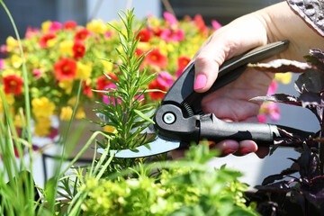 Cutting rosemary plant in an herb garden