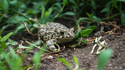 A frog among the leaves. Green frog. Frog close-up. Amphibia in the wild. Amphibious animals. Frog eyes. Yellow animal eyes