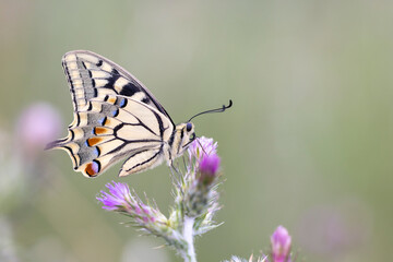 An encounter with nature: the incredible swallowtail (Papilio machaon ) in its habitat.