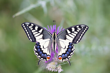 Fototapeta premium An encounter with nature: the incredible swallowtail (Papilio machaon ) in its habitat.