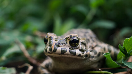 A frog among the leaves. Green frog. Frog close-up. Amphibia in the wild. Amphibious animals. Frog eyes. Yellow animal eyes