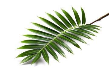 coconut palm leaf isolated