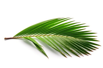 coconut palm leaf isolated
