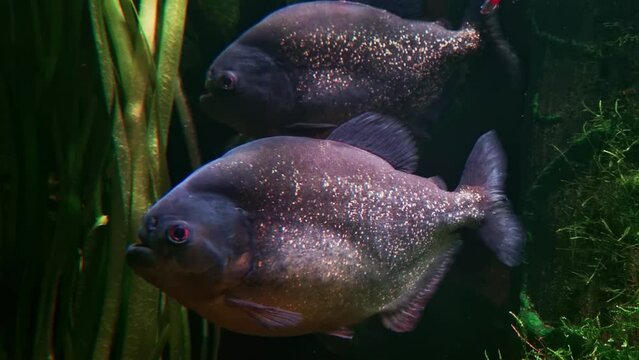 Underwater photography of floating piranhas