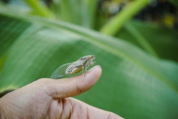Close up of an adult cicada on male finger with green leaf background. Adult cicada on human finger