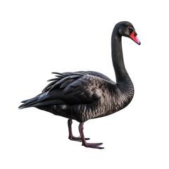 Black swan isolated on white created with Generative AI