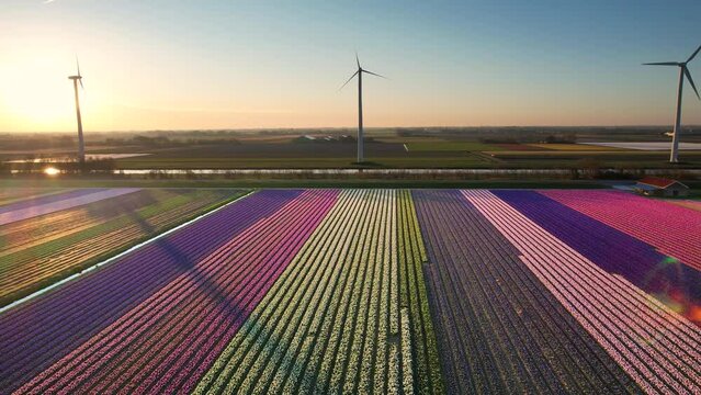 Aerial view of blooming fields, red, purpple, pink and yellow Tulips during sunrise with wind turbines in the Netherlands. The tulips are growing in a field under a nicely colorful sky.