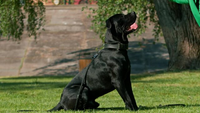 an obedient dog of a large breed of cane corso on a walk in a training park practices commands with a trainer