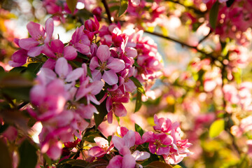 Beautiful apple pink flowers in the sun