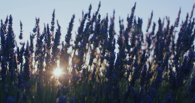 Agricultural farm specialized in production of lavender products in south of France. Sun rays go through lavender blossoms plants early in the morning